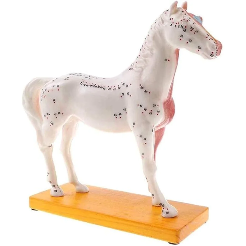 Cavalo Modelo Acupuntura
